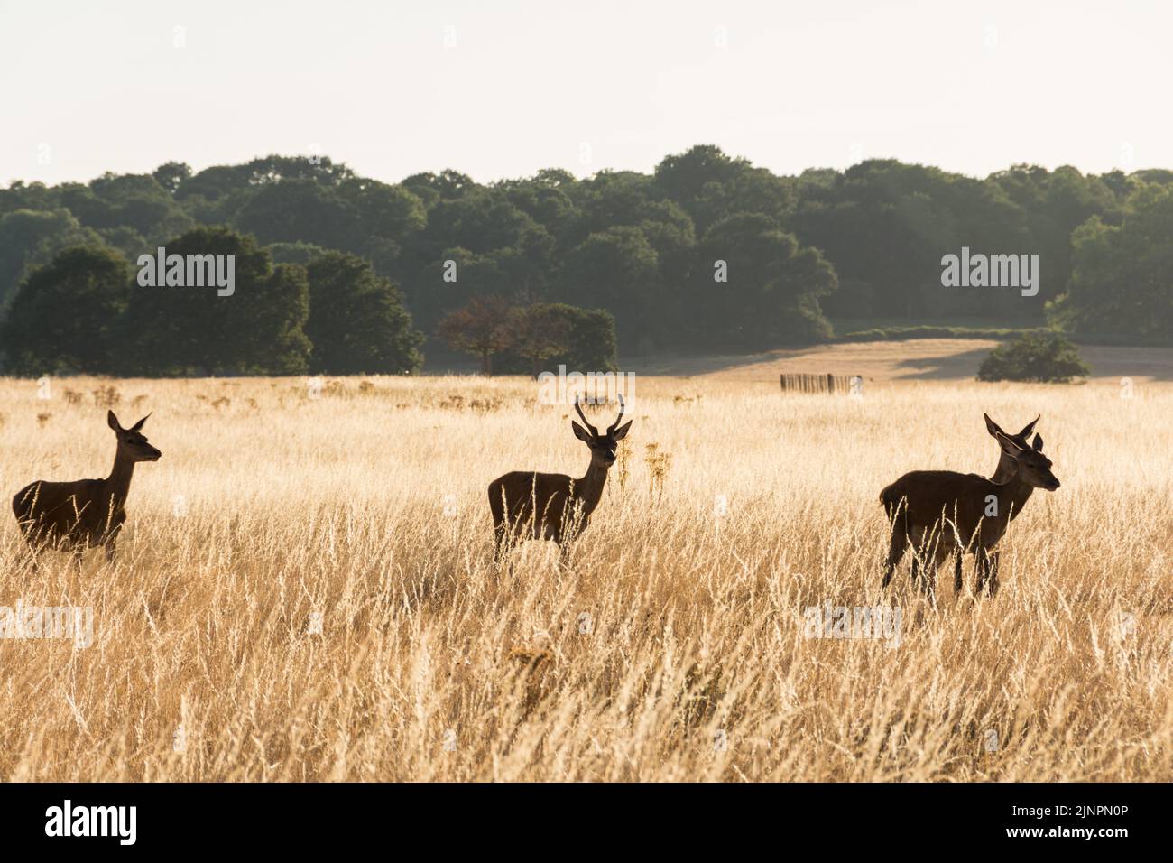 Red Deer (Cervus elaphus) grazing in a very dry and scorched in Richmond Park, London, England, UK Stock Photo