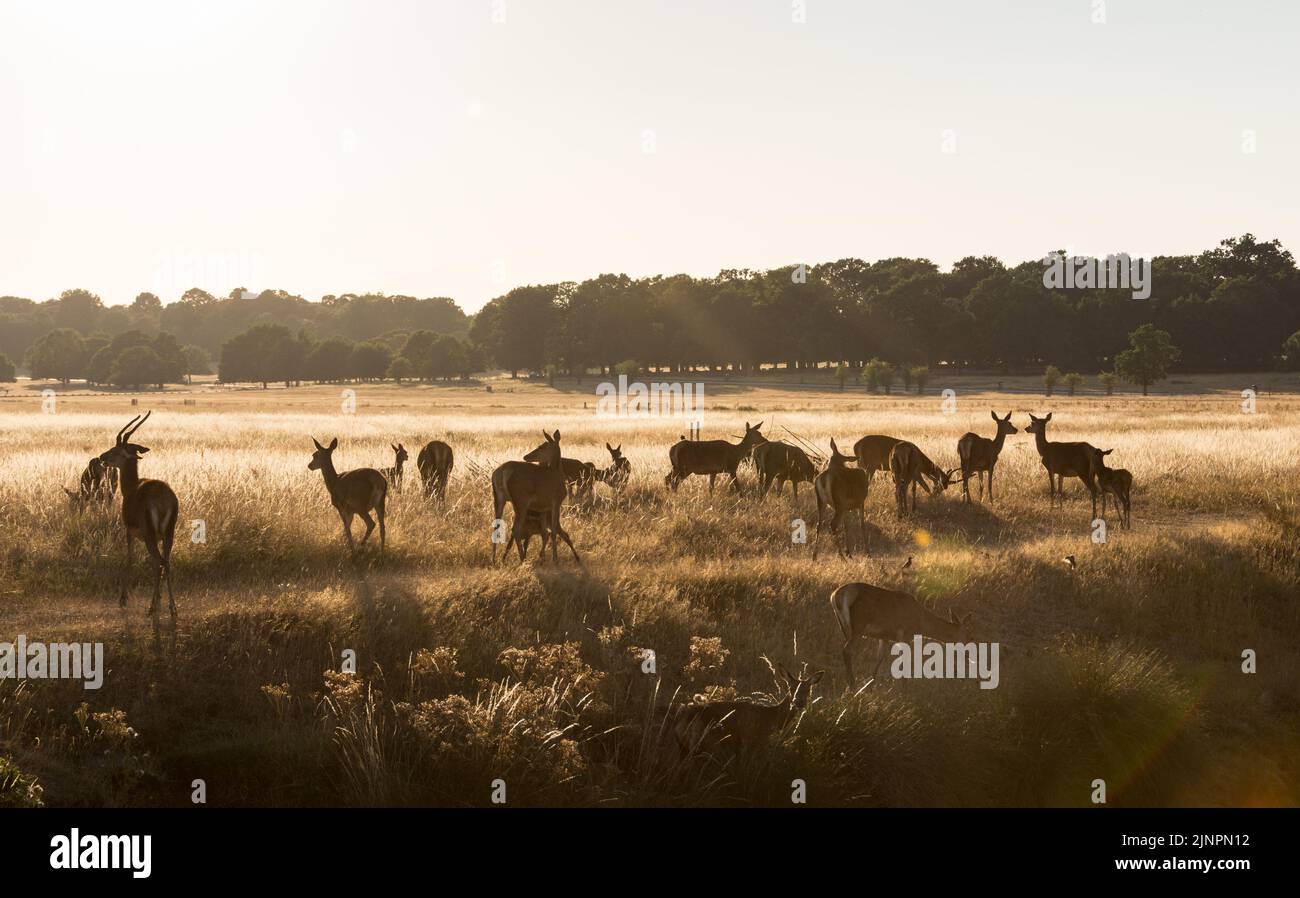 Red Deer (Cervus elaphus) grazing in a very dry and scorched in Richmond Park, London, England, UK Stock Photo