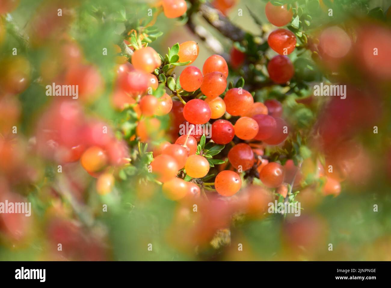 Wild fruits in Calden Forest environement, Piquillin, Condalia