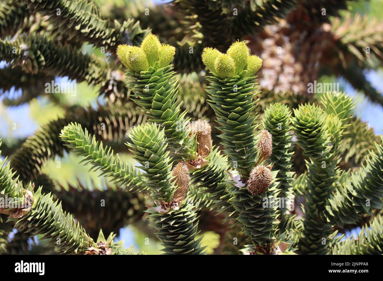 the Flowers of the Chilean Araucaria Stock Photo