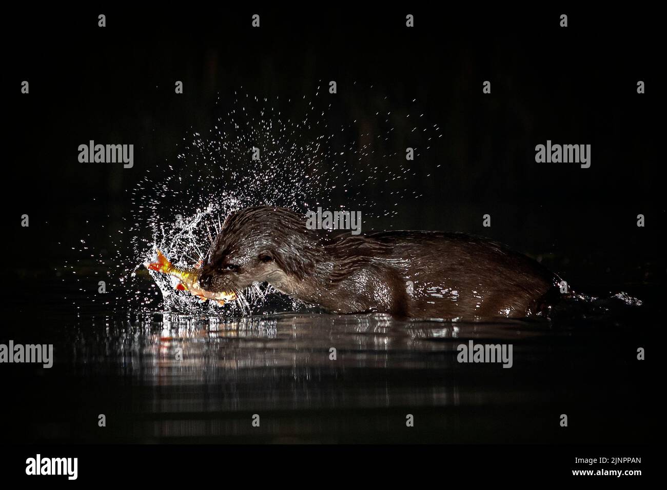 Otter At Night Stock Photo