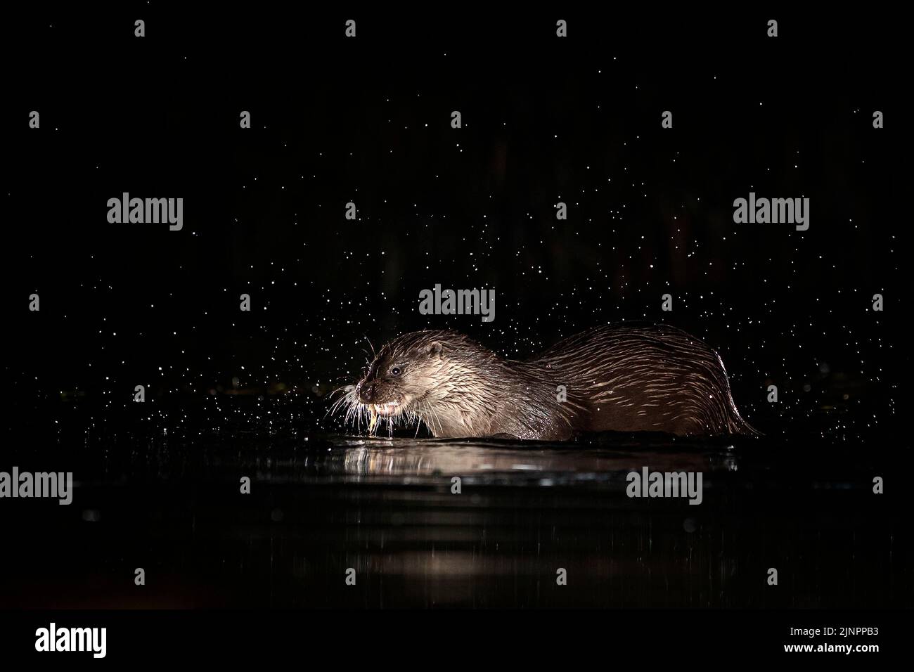 Otter At Night Stock Photo