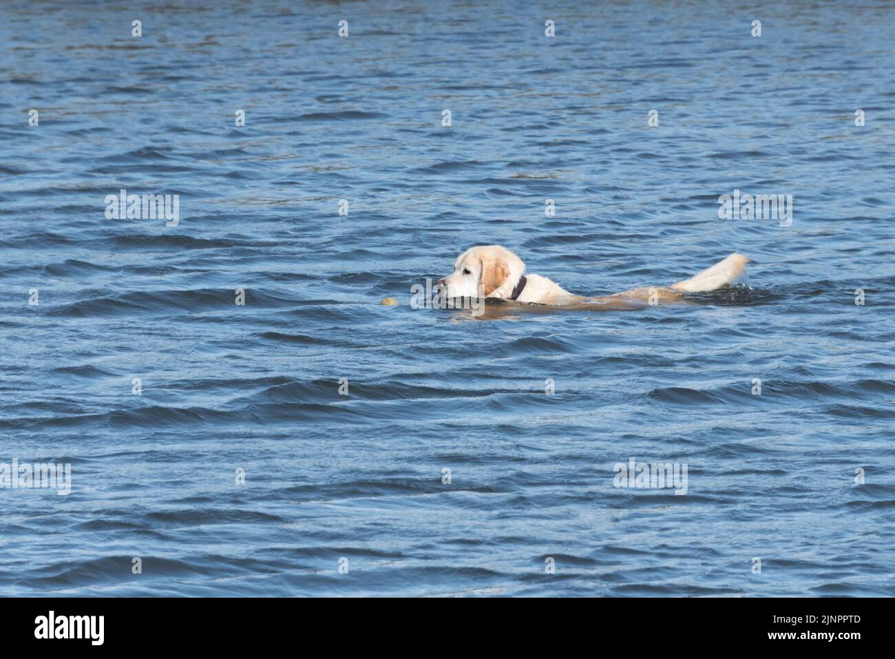 Labrador fetching ball on the water Stock Photo