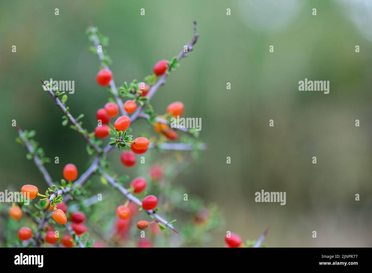 Wild fruits in Calden Forest environement, Piquillin, Condalia