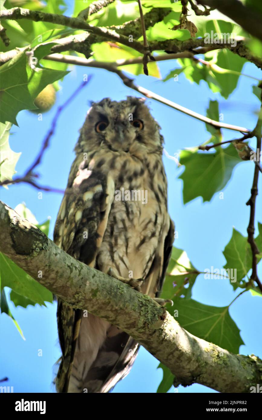 Long eared owl in a plane tree Stock Photo