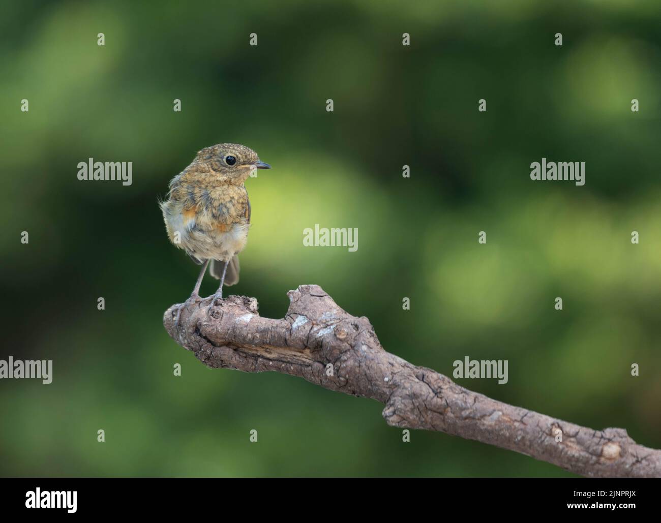 A fledgling Eurasian Robin at Undy in Monmouthshire, Wales, UK. On a branch in the sun. Stock Photo