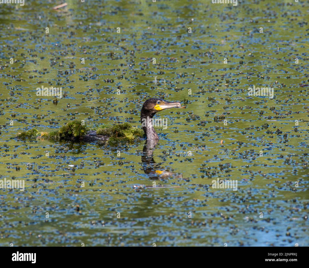 A cormorant fishing at Magor Marsh in Monmouthshire, Wales, UK. The marsh is drying up highlighting global warming and climate change. Stock Photo