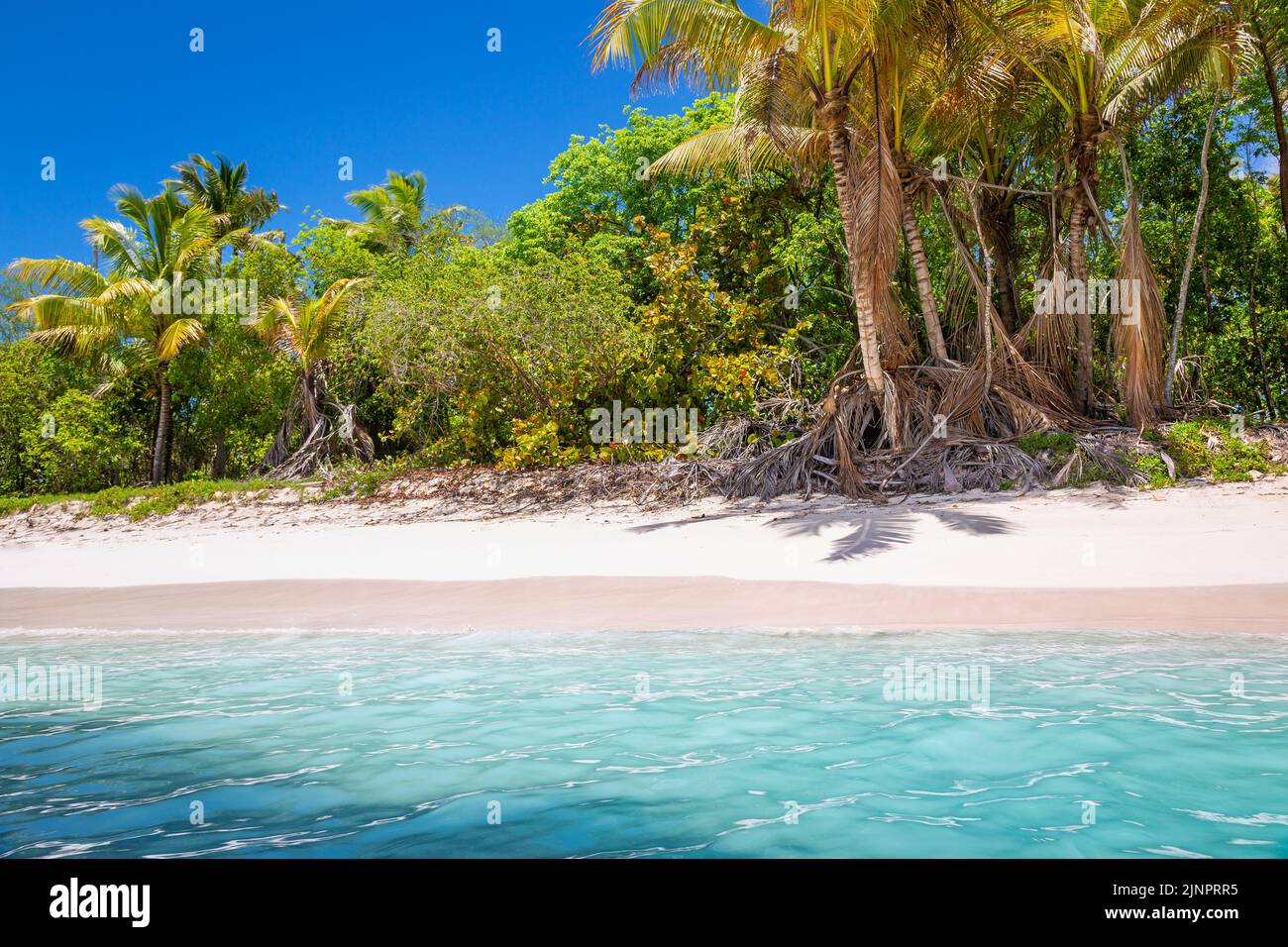 Tropical paradise, idyllic caribbean beach with palm trees, Punta Cana, Dominican Republic Stock 