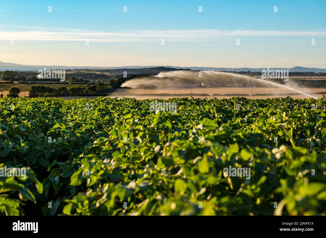 Potato plant crop being watered with jet hose during Summer drought heatwave, East Lothian, Scotland, UK Stock Photo