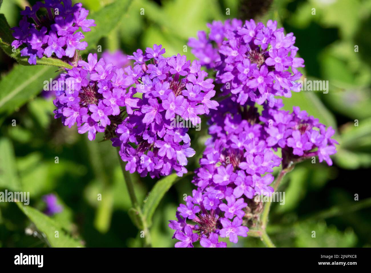 Verbena rigida 'Santos', Flower Close up Stock Photo
