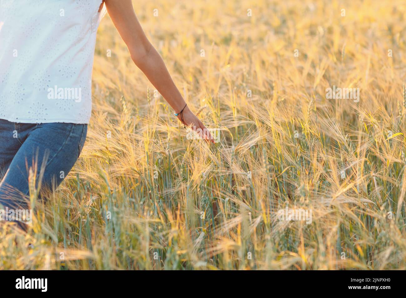 Woman farmer in cowboy hat walking with hands on ears at agricultural wheat field on sunset. Stock Photo