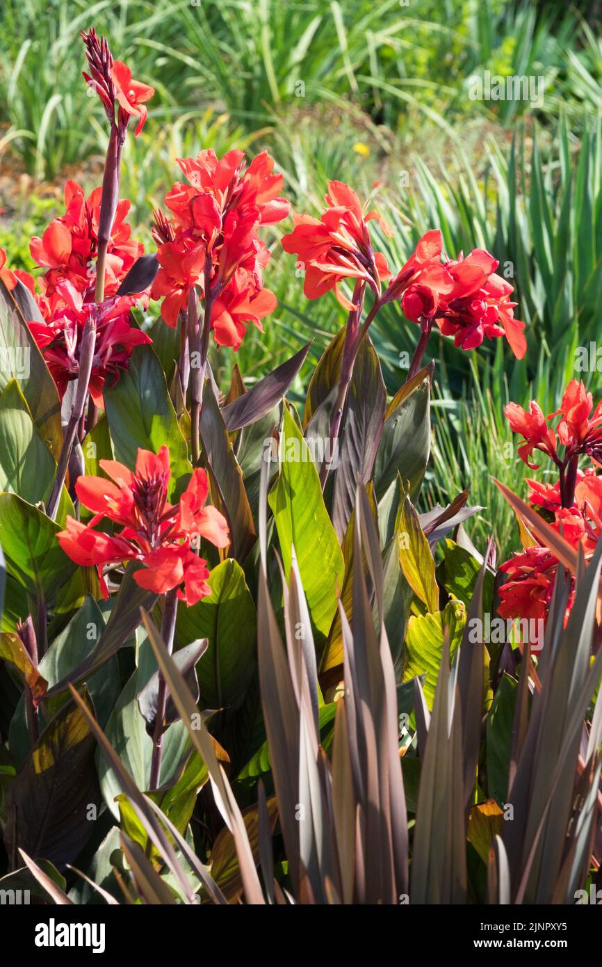 Canna Lily, Canna x generalis, Canna 'Cannova Bronze Scarlet', Red, Canna, Garden, Blooming, Annuals Stock Photo