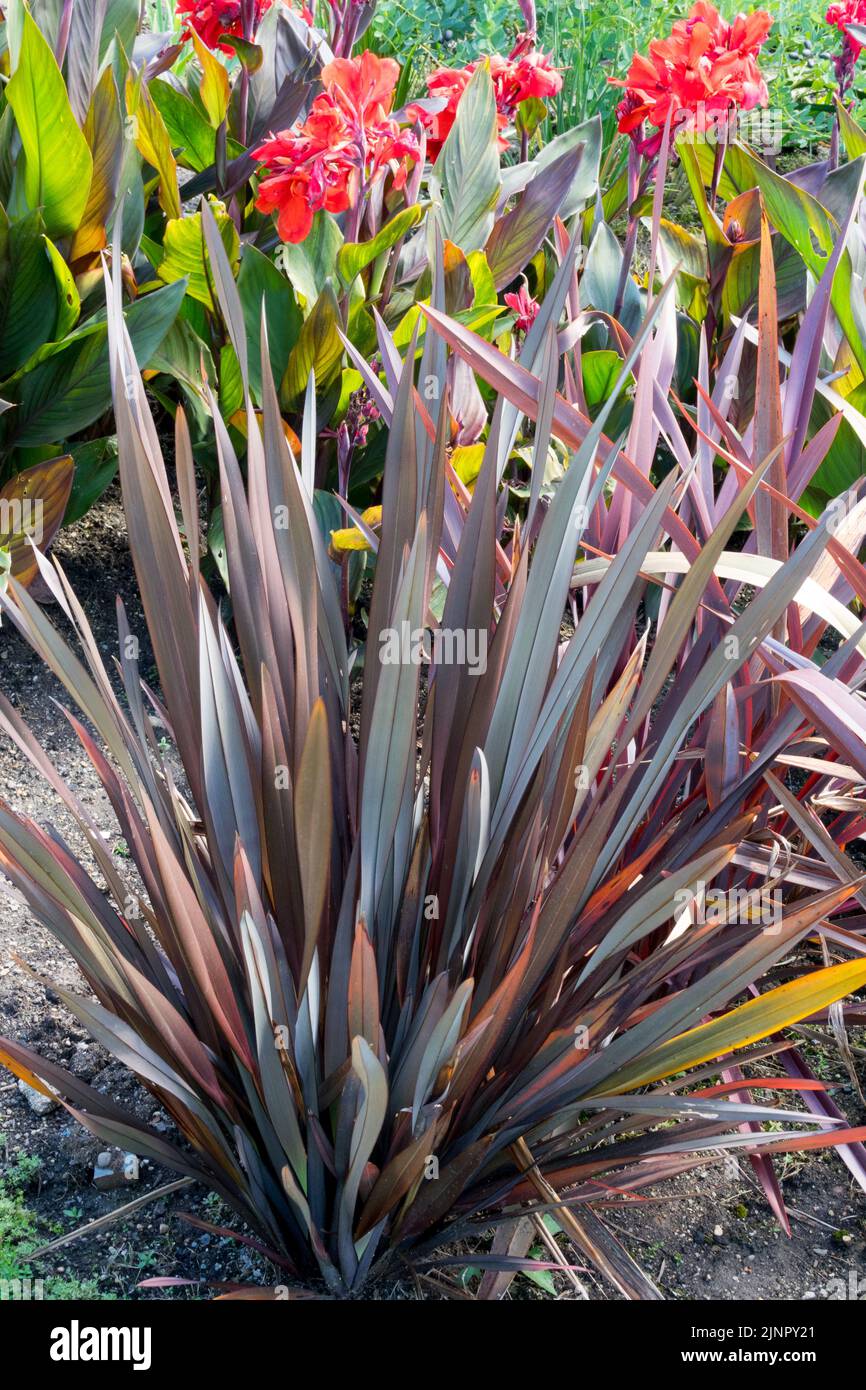 New Zealand Flax, Phormium tenax 'Dark Delight', Garden, Hardy, Perennial, Plant Stock Photo