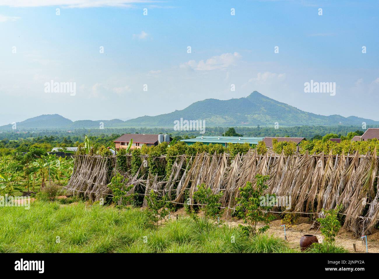 Kampot. Cambodia. Kampot Province. Around Kampot. Plantation, agro