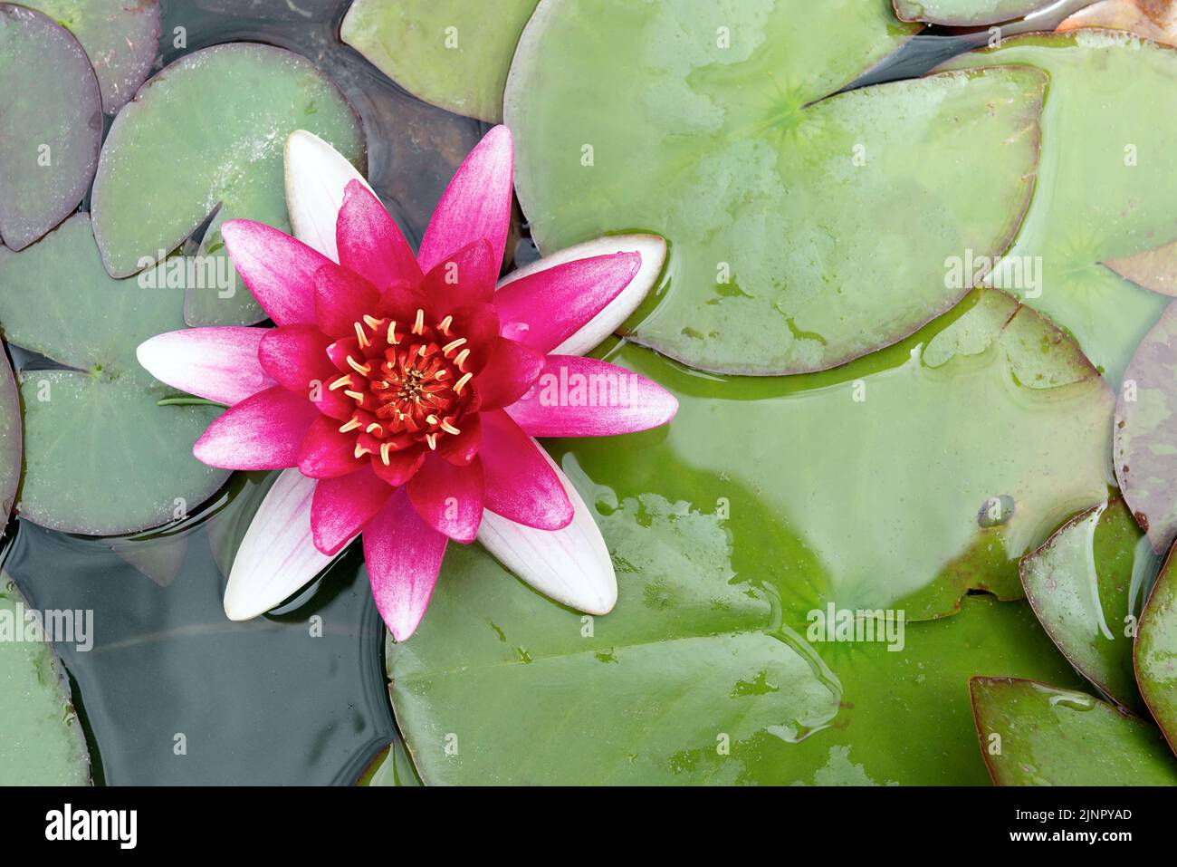top view of a nymphaeaceae purple water lily flower floating on a pond surface surrounded by beautiful leaves Stock Photo