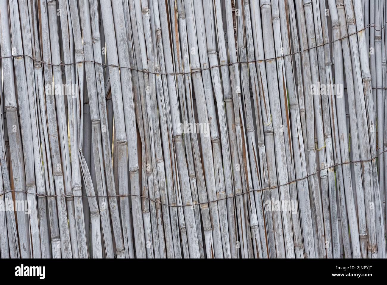 Gray fence made of dry stems. Dry thin reed in the wall. Reed texture