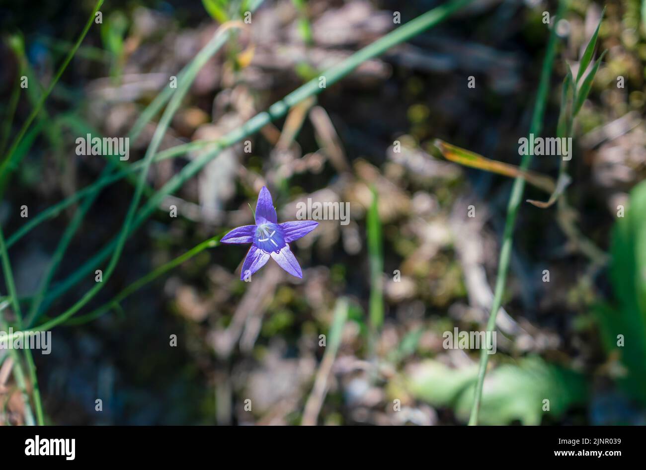 detailed close up of a Royal bluebell (Wahlenbergia gloriosa) Stock Photo