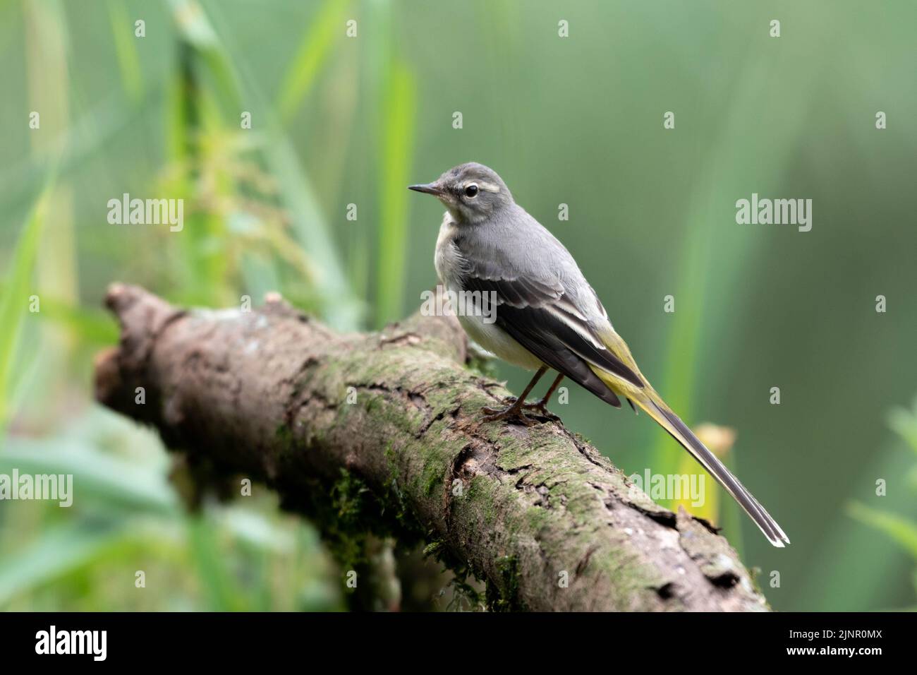 A Grey Wagtail at Magor Marsh in Monmouthshire, Wales, UK. The marsh is drying up highlighting global warming and climate change. Stock Photo