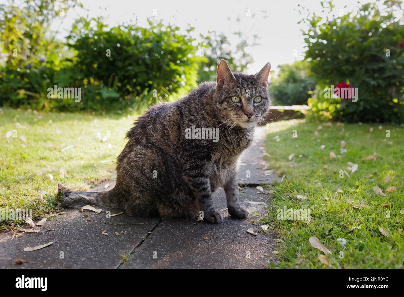 15 year old cat Model release available Stock Photo Alamy