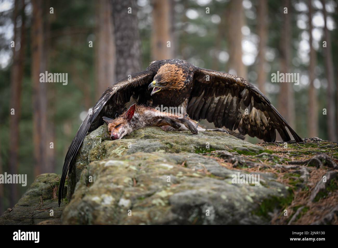 The bald eagle guards its prey. Stock Photo
