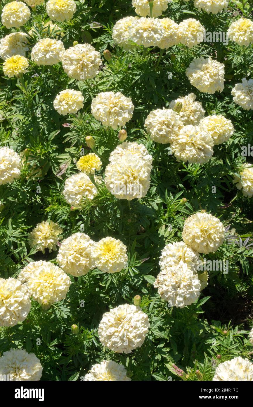 Annual plants, White, Marigolds, Bedding Plants, Summer, Tagetes erecta, Flowering, Tagetes 'Kilimanjaro White' Stock Photo