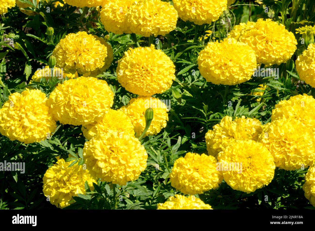 Yellow, Marigolds, Tagetes Lady First, Bedding, Plant, Tagetes erecta, African marigold, Blooming, Flower bed, Flowers Stock Photo