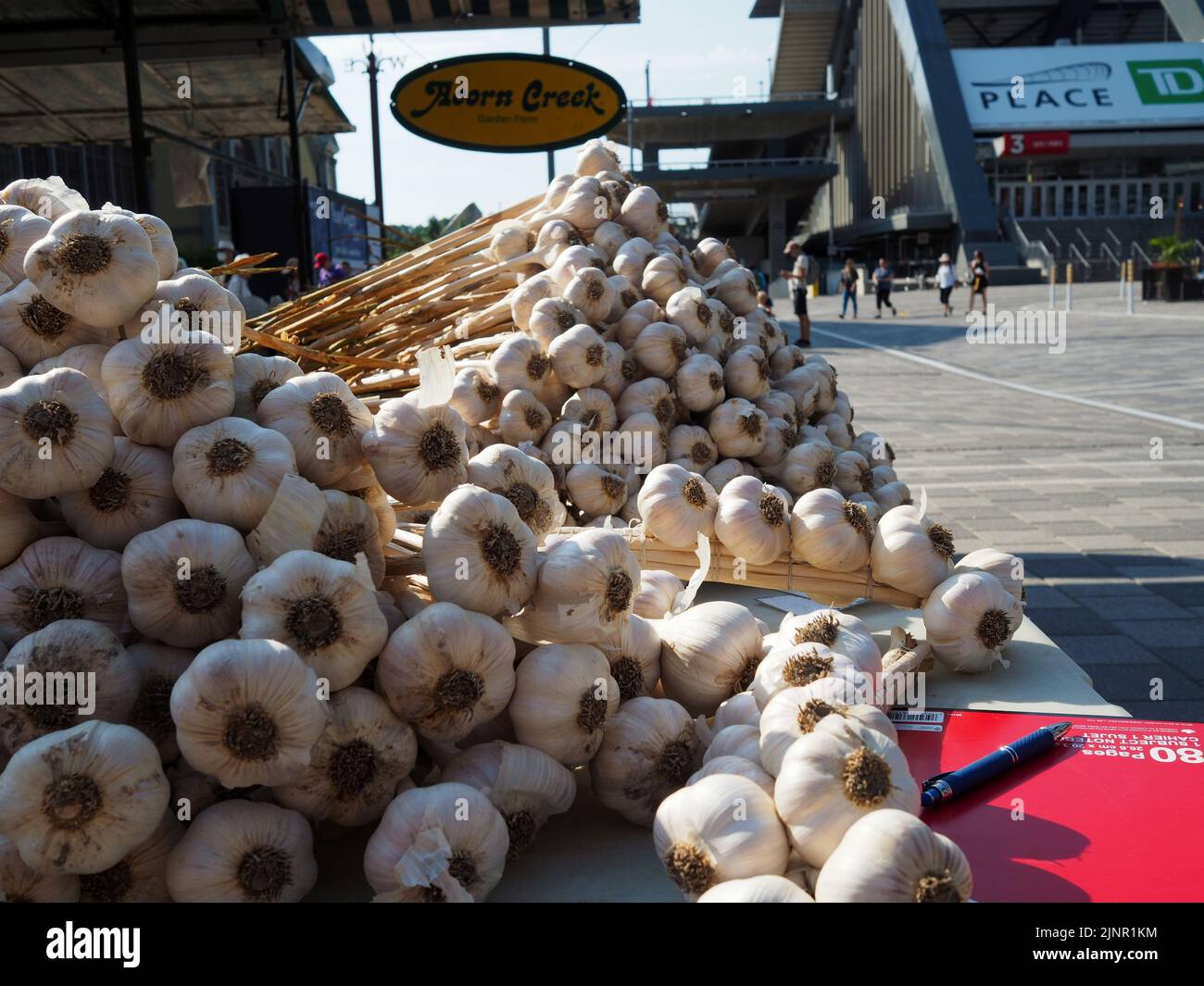 Scenes from the Farmer's Market at Lansdowne Place. Piles of fresh garlic on a trestle table. Ottawa, ON, Canada, Stock Photo