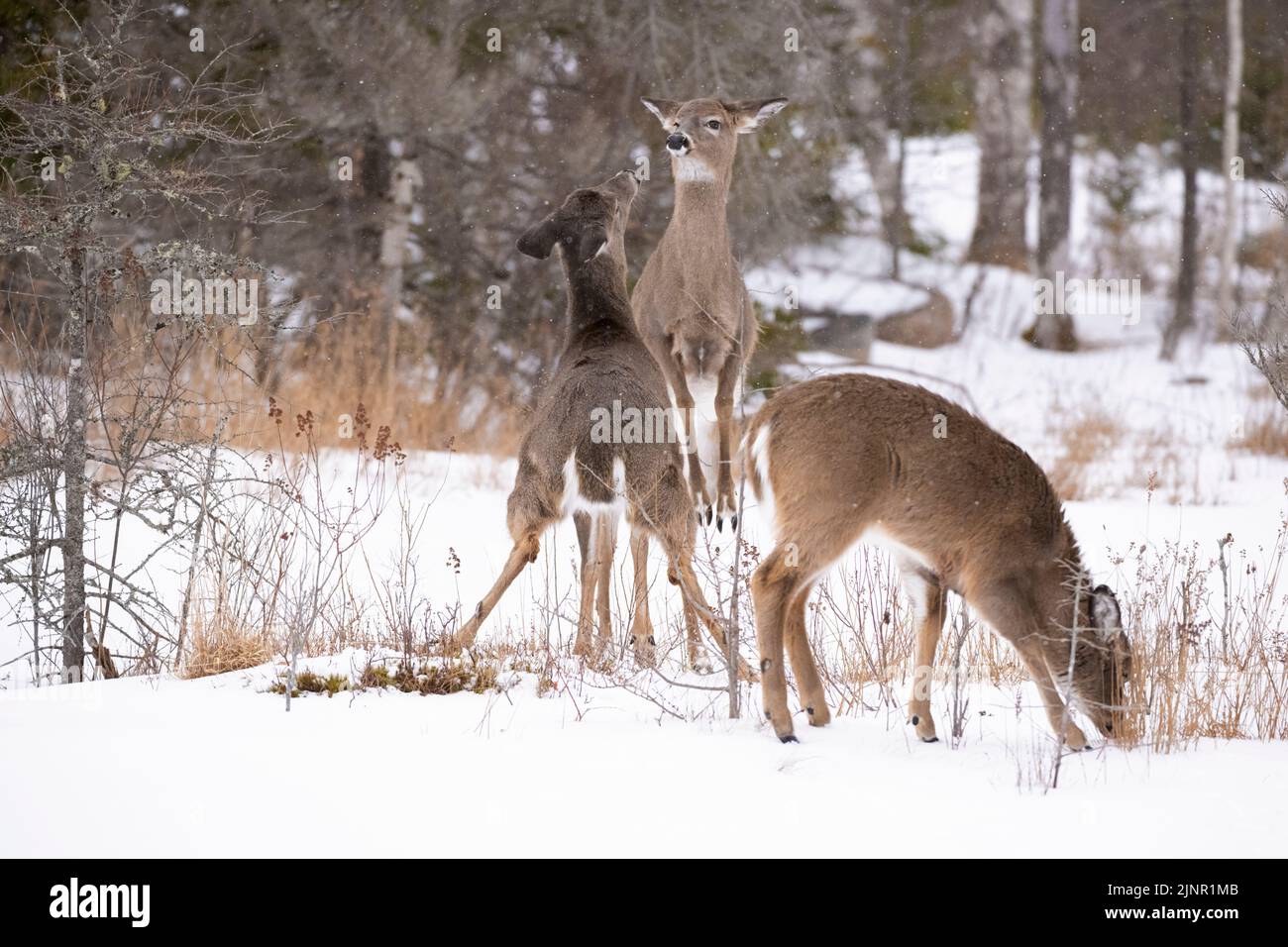 White-tailed Deer (Odocoileus virginianus) on a frozen pond in Acadia National Park, Maine, USA. Stock Photo