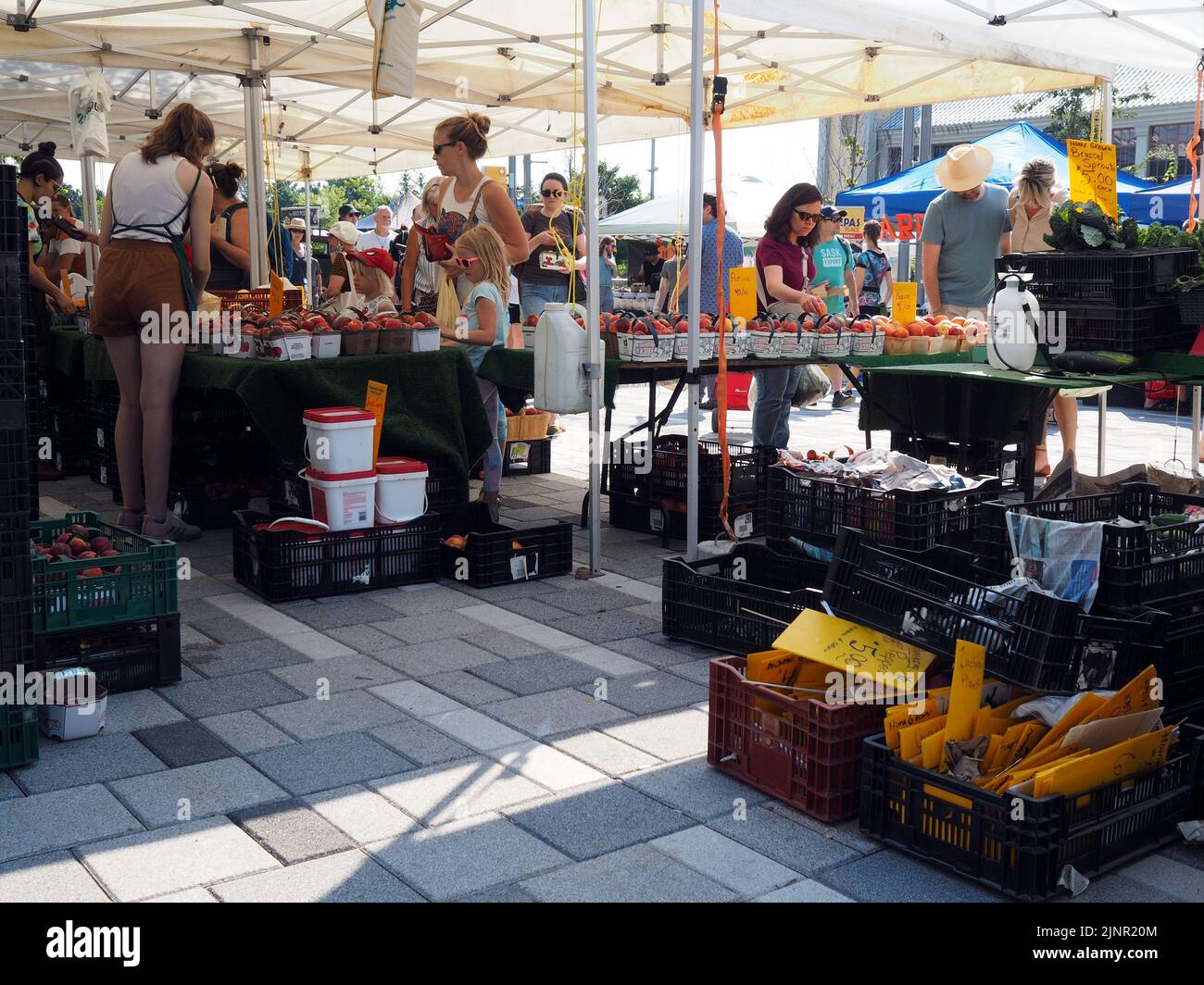 Scenes from the Farmer's Market at Lansdowne Place. Farm produce stall shaded by a tent. Ottawa, ON, Canada. Stock Photo