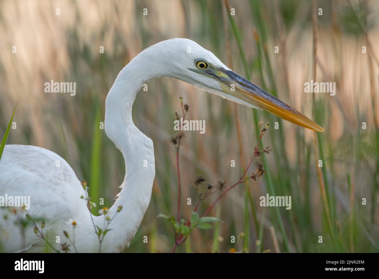 Great Blue Heron (Ardea herodias). White phase, formerly known as Great White Heron. Everglades National Park, Florida. Stock Photo