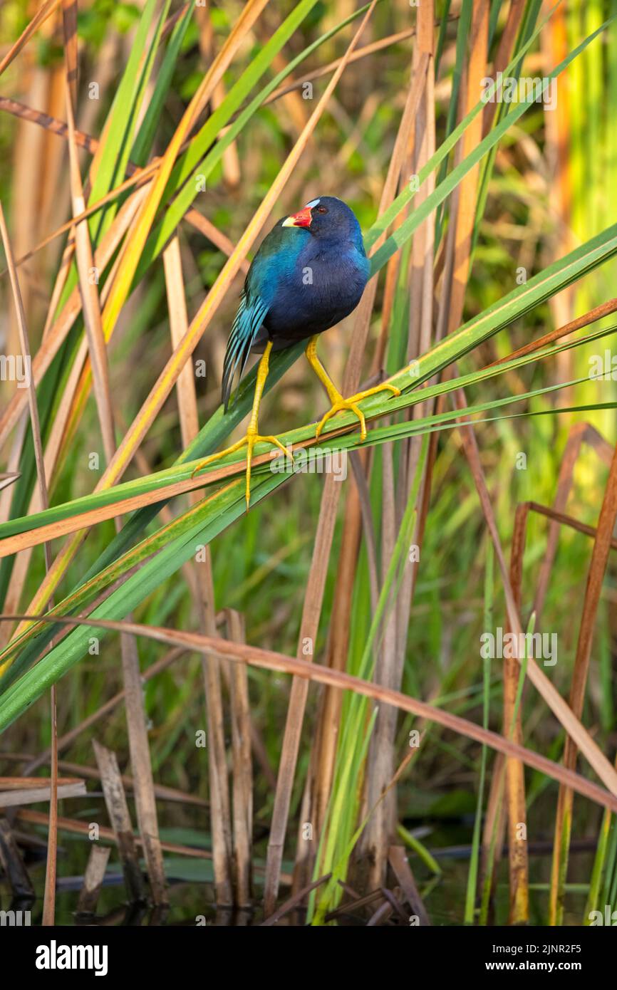 American Purple Gallinule (Porphyrio martinica). Everglades National Park, Florida, USA. Stock Photo