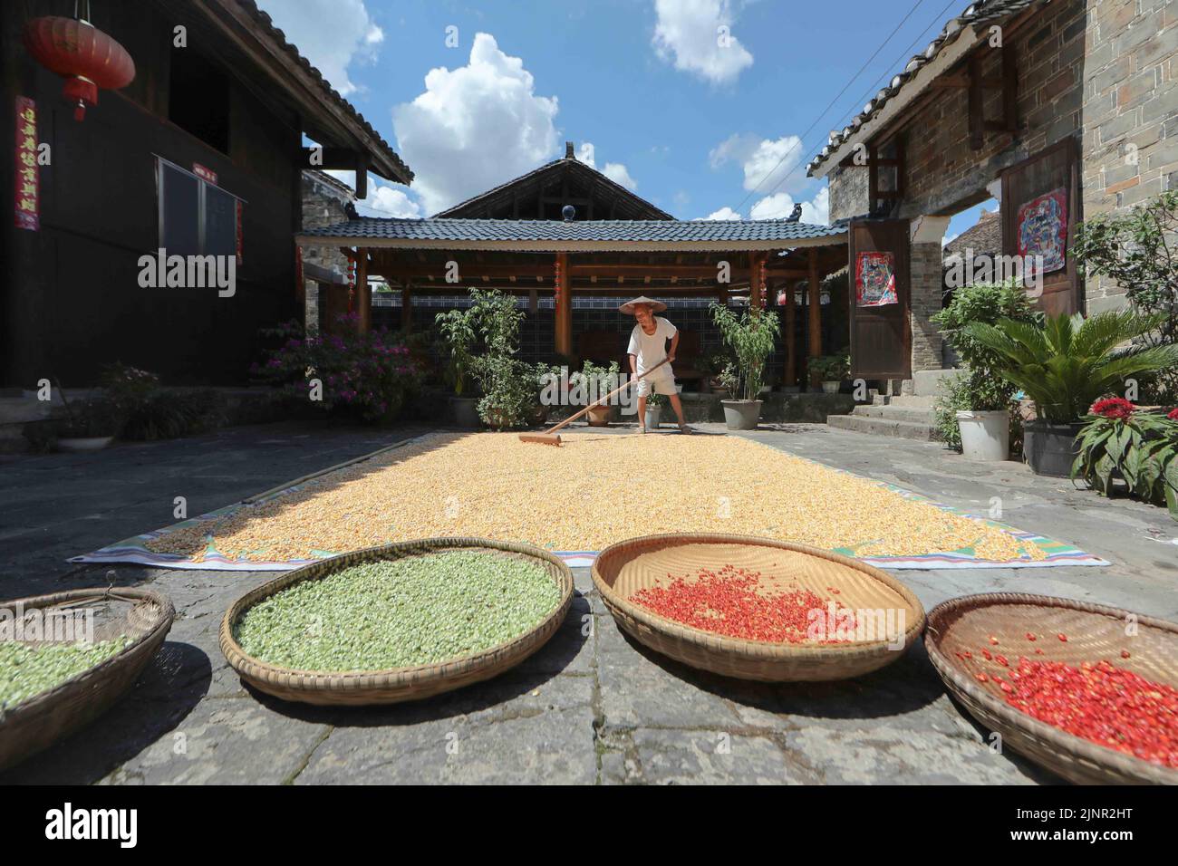 Guizhou, China's Guizhou Province. 13th Aug, 2022. A villager dries corn, peppers and other crops at Yayuan Village of Cengong County, Qiandongnan Miao and Dong Autonomous Prefecture, southwest China's Guizhou Province, on Aug. 13, 2022. Credit: Luo Hui/Xinhua/Alamy Live News Stock Photo