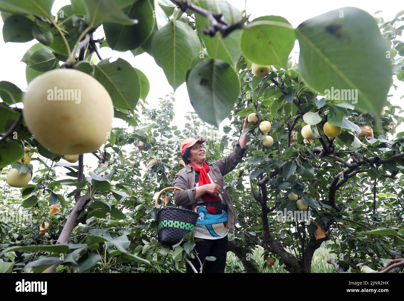 Jinzhou, China's Hebei Province. 13th Aug, 2022. A fruit farmer picks pears at a pear orchard in Taoyuan Village of Jinzhou City, north China's Hebei Province, on Aug. 13, 2022. Credit: Liang Zidong/Xinhua/Alamy Live News Stock Photo