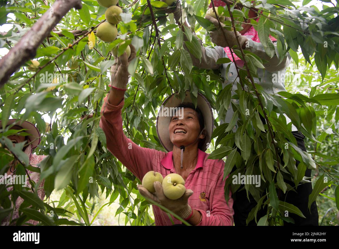 Yongzhou, China's Hunan Province. 13th Aug, 2022. Fruit farmers pick green peaches in Dengjiawan Village of Jianghua Yao Autonomous County, Yongzhou City, central China's Hunan Province, on Aug. 13, 2022. Credit: Jiang Keqing/Xinhua/Alamy Live News Stock Photo