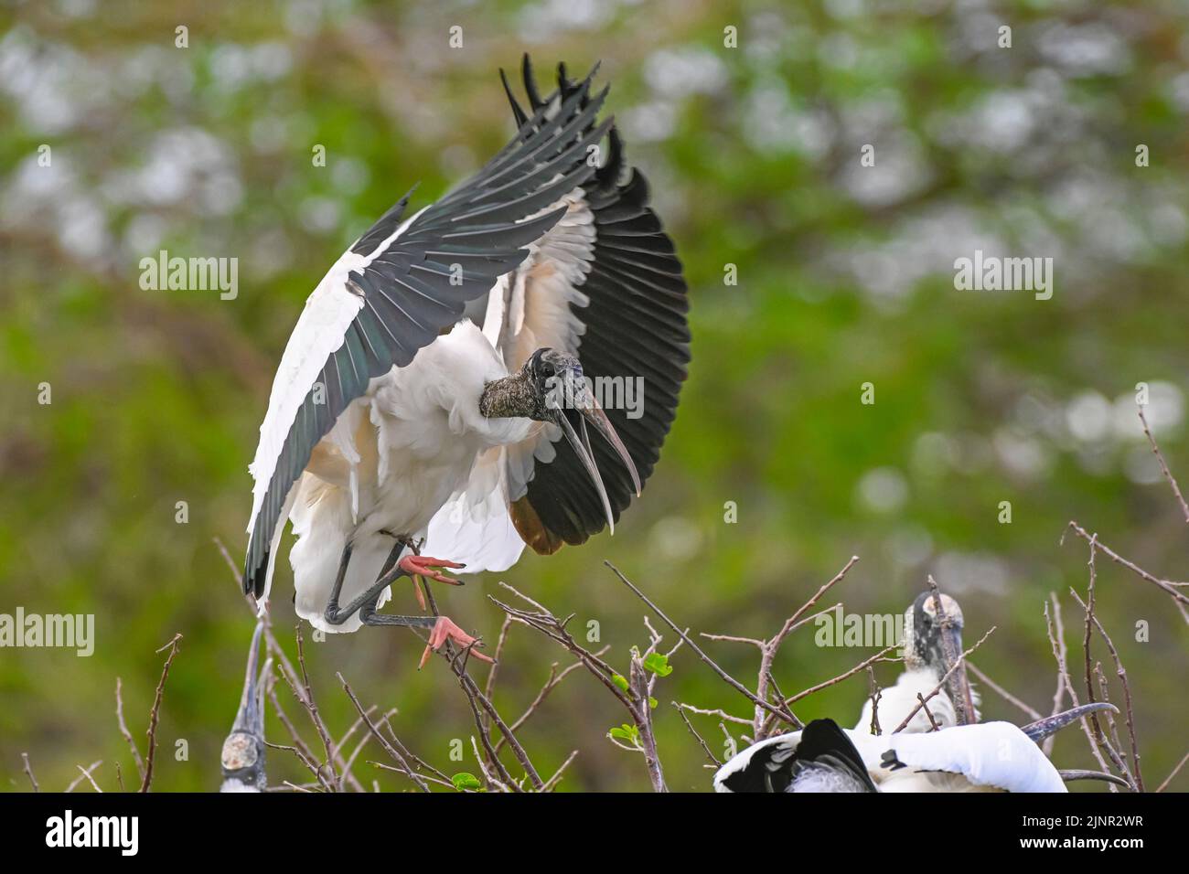Wood Stork (Mycteria americana). A rookery in Wakodahatchee Wetlands, Palm Beach County, Florida Stock Photo