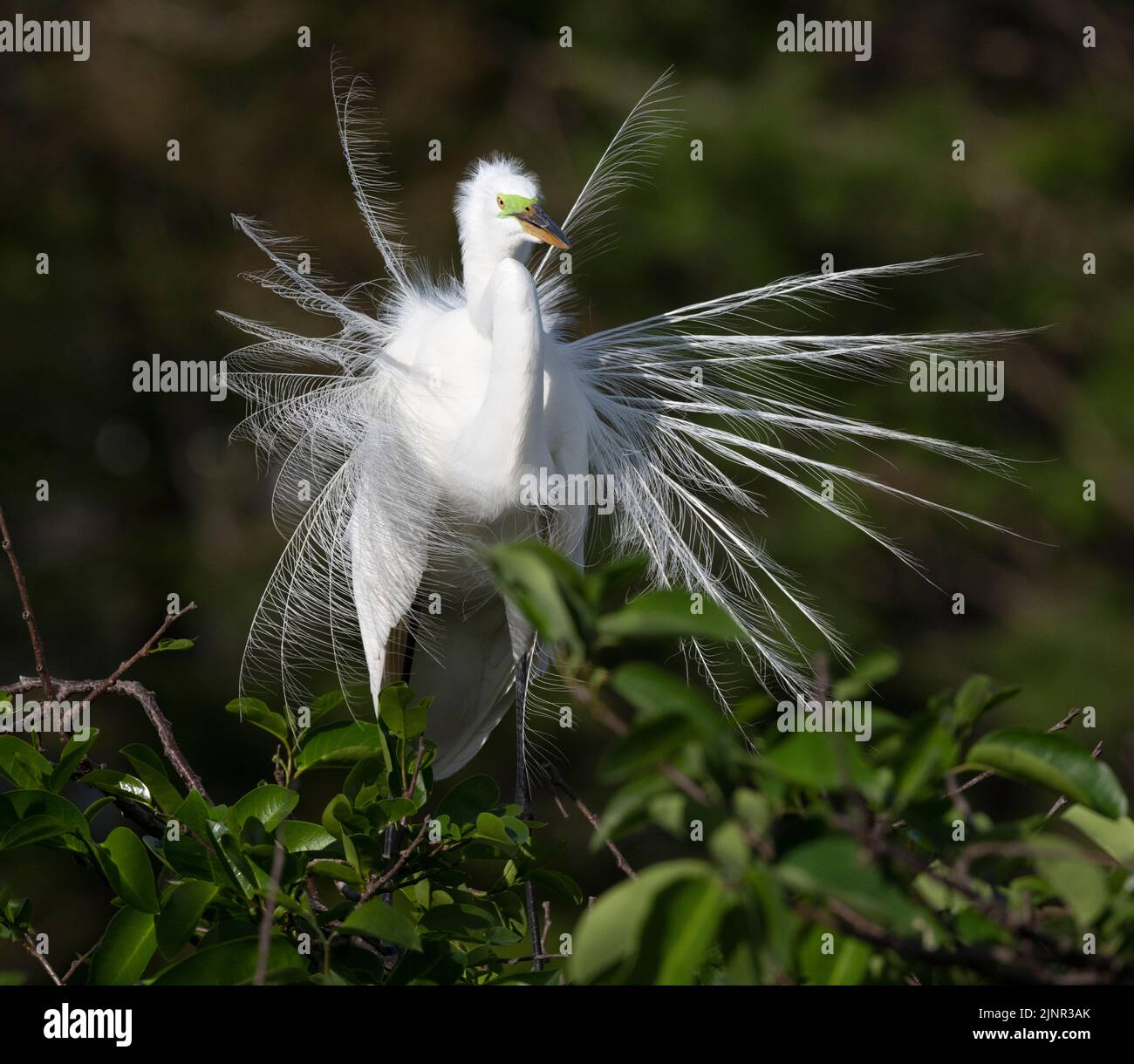 Great Egret (Ardea alba) displaying in a rookery at Wakodahatchee Wetlands, Palm Beach County, Florida. Stock Photo