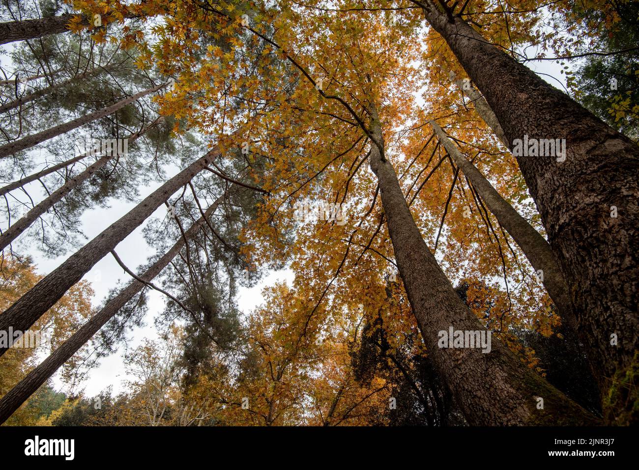 Low angle view of tree trunk tops yellow falling leaves in autumn season Stock Photo