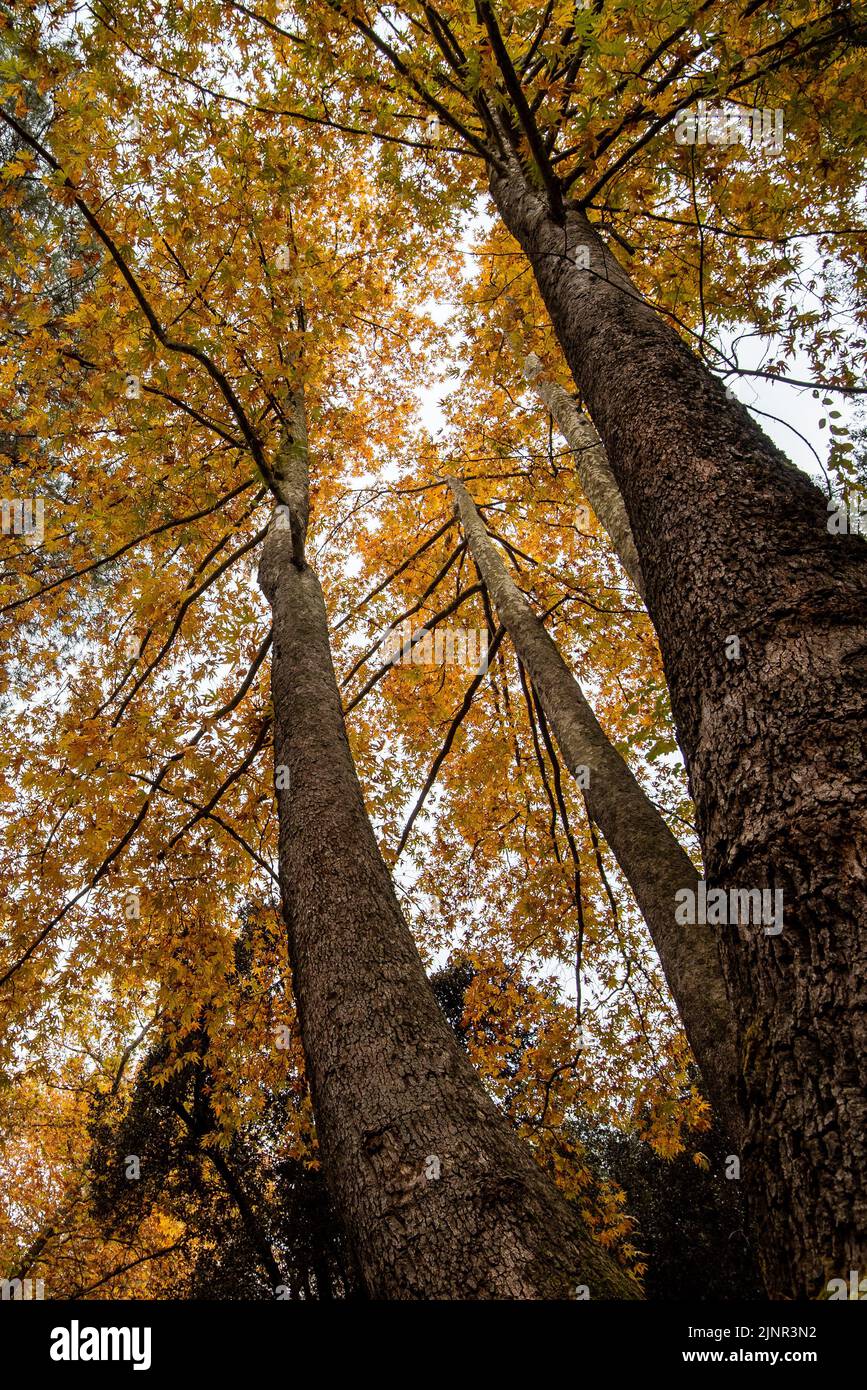 Low angle view of tree trunk tops yellow falling leaves in autumn season Stock Photo