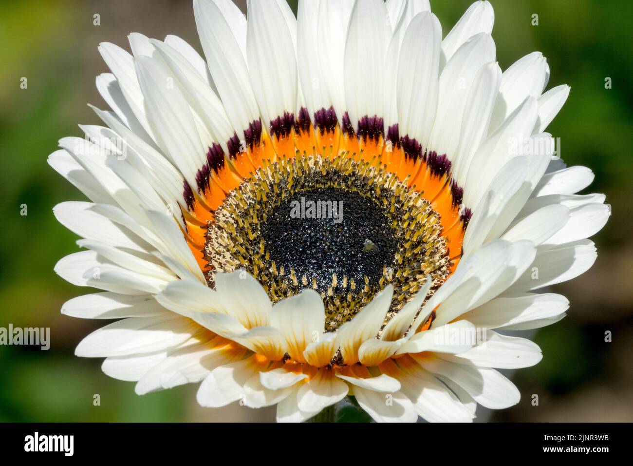 Cape Daisy, Arctotis fastuosa Zulu Prince, Annual, Plant, Flower, Monarch of the Veldt, Venidium fastuosum, Prince Daisy cůose up Stock Photo