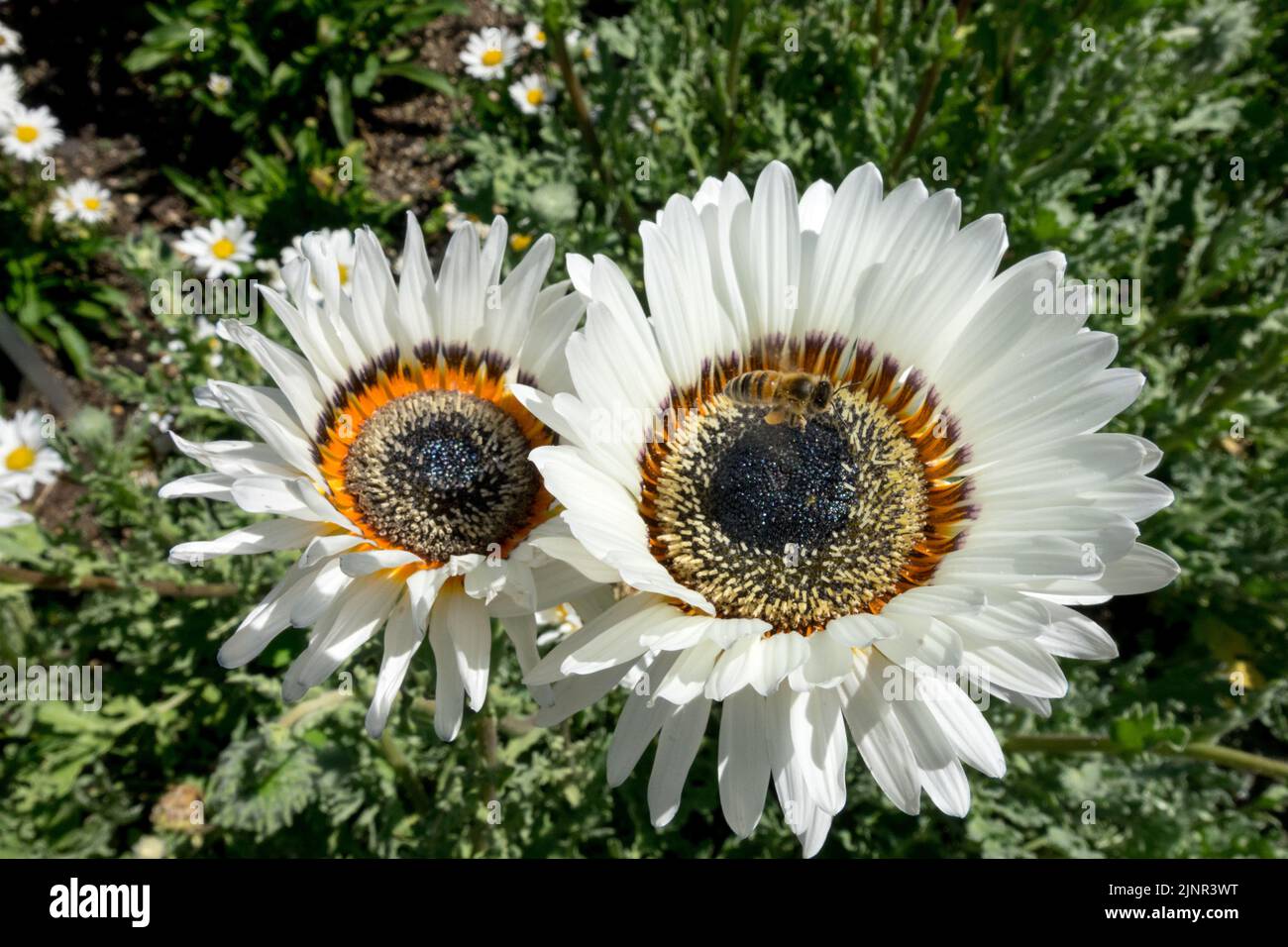 Zulu prince cape daisy hi-res stock photography and images - Alamy