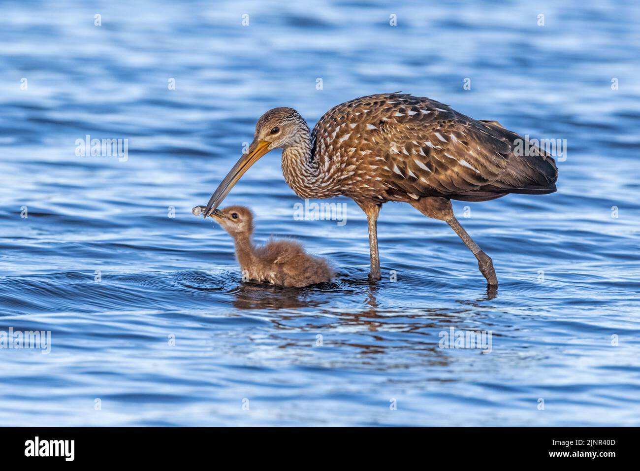 A mother Limpkin (Aramus guarauna) feeding and teaching its baby in Myakka River State Park, Florida. Limpkins are related to cranes and rails, and sp Stock Photo