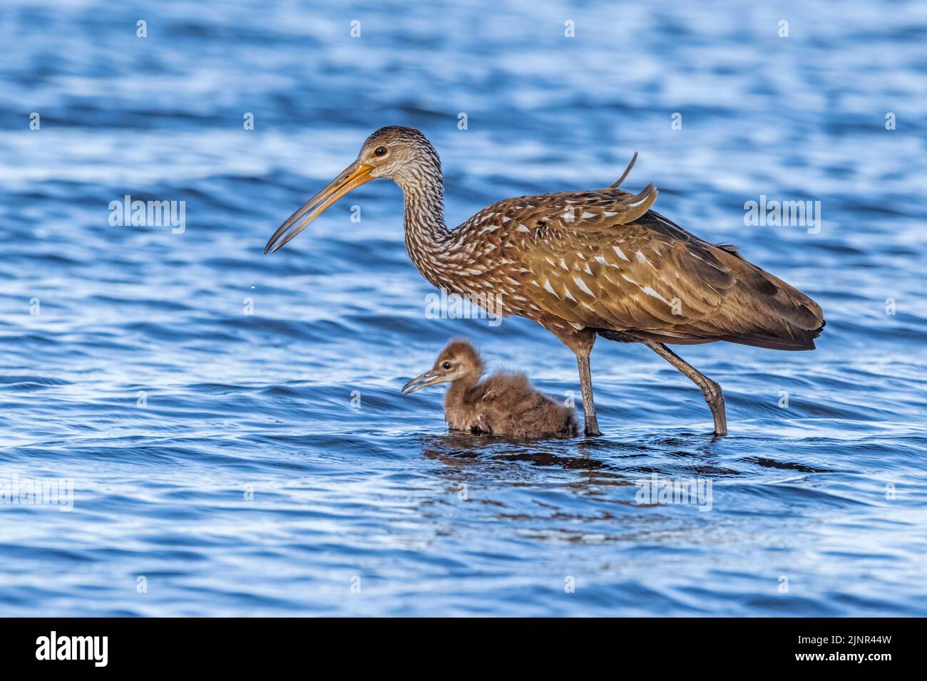 A mother Limpkin (Aramus guarauna) feeding and teaching its baby in Myakka River State Park, Florida. Limpkins are related to cranes and rails, and sp Stock Photo