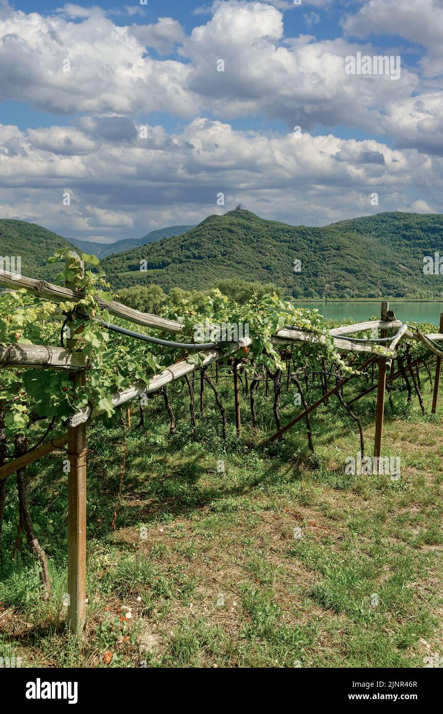 Vineyard at Lake Caldaro or Kalterer See,South Tyrol,Italy Stock Photo