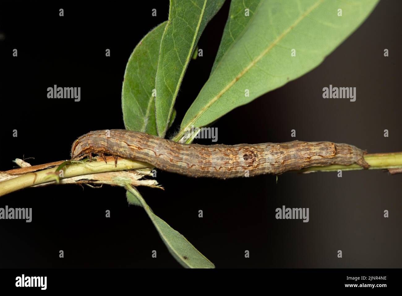 The superb cryptic camouflage of this Geometrid Moth caterpillar makes it look just like a piece of twig or bark, Stock Photo