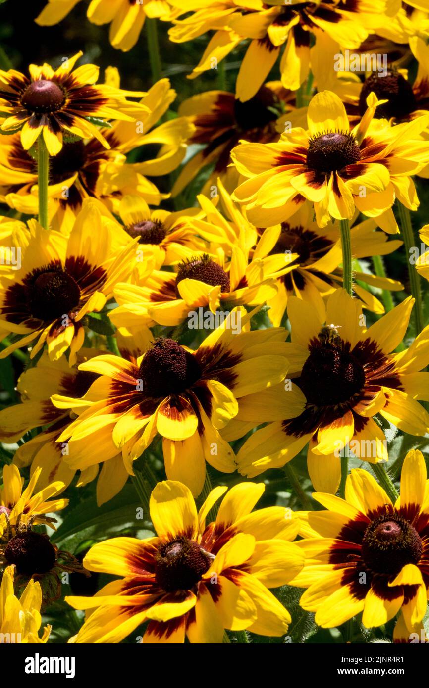 Black-eyed Susan, Rudbeckia 'Denver Daisy', Summer, Rudbeckias, Blooming, Gloriosa Daisies, Flowering, Rudbeckia hirta Stock Photo