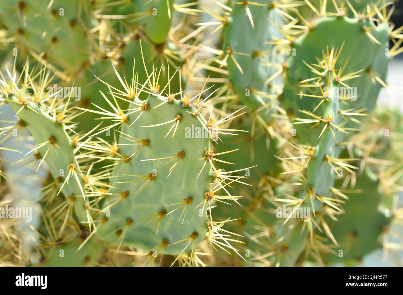 Opuntia tuna, Angiosperms or Opuntia or Cactaceae or Tuna Cactus or