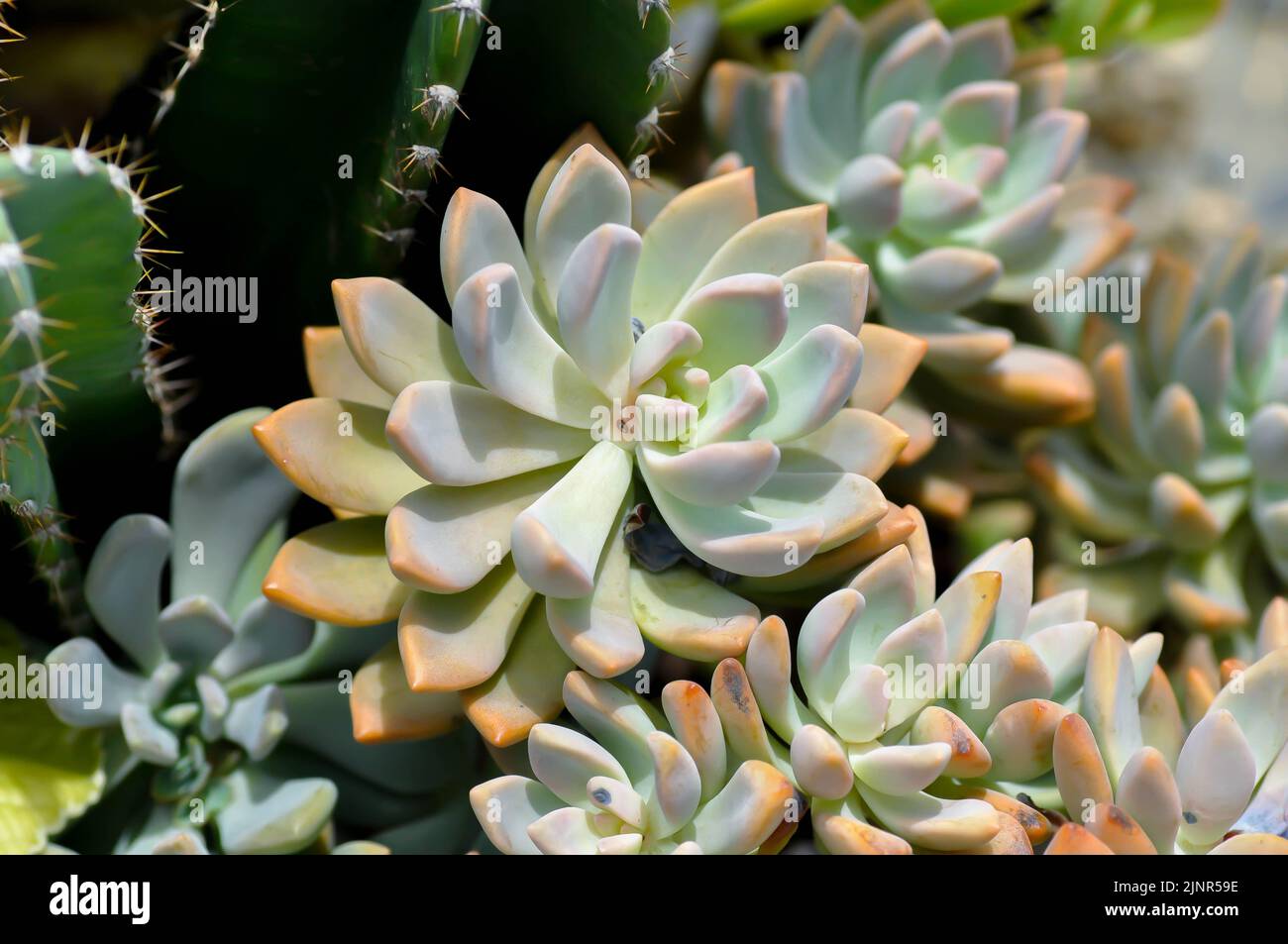 Kalanchoe, Kalanchoideae or Crassulaceae or K blossfeldiana or Magnoliophyta or succulent or cactus plant Stock Photo