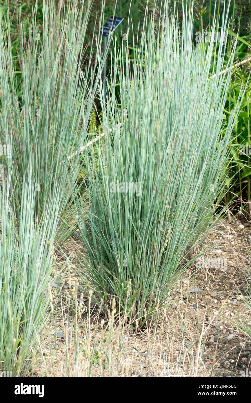 Andropogon scoparius 'The Blue Strain', Blue, Herbaceous, Ornamental, Grass, Hardy, Perennial, Grasses, Schizachyrium scoparium Stock Photo