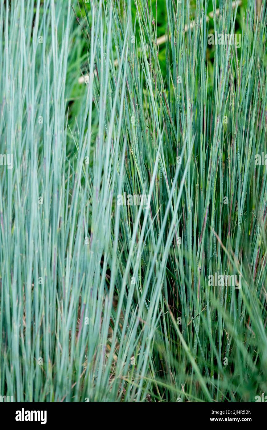 Schizachyrium scoparium 'The Blue Strain', Blue Ornamental Grass, Hardy, Perennial, Grasses Stock Photo