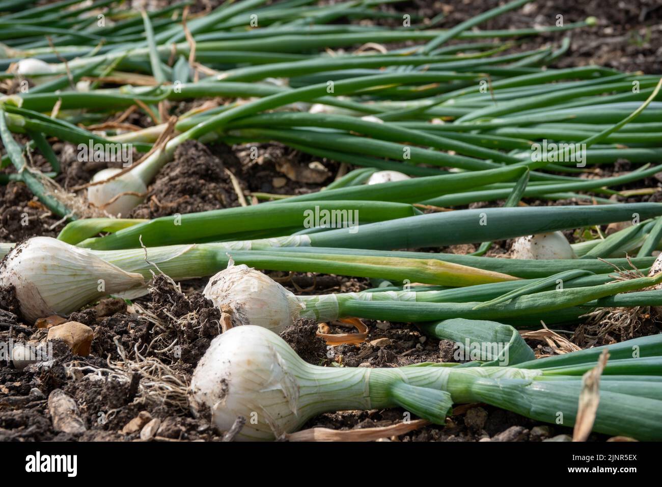 crop of freshly harvested onions Stock Photo